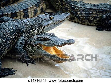 Stock Photograph - jungle, mouth, reptile, swamp, wild, alligator. Fotosearch