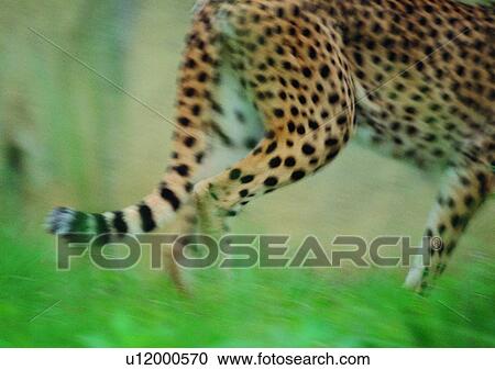 Stock Image - jungle, tail, cheetah, carnivorous animal, animal, nature, wild. Fotosearch