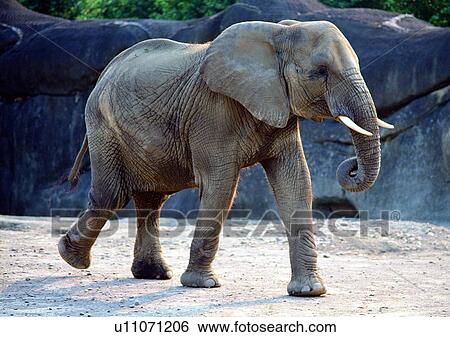 Stock Photograph - jungle, trunk, rock, animal, nature, wild. Fotosearch