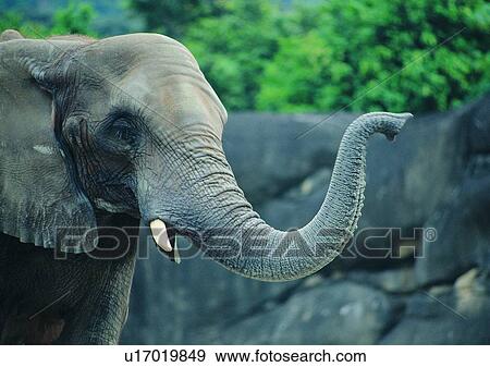 jungle, wild, animal, ear, elephant, trunk View Large Photo Image Stock Photo - jungle, wild, animal, ear, elephant, trunk. Fotosearch
