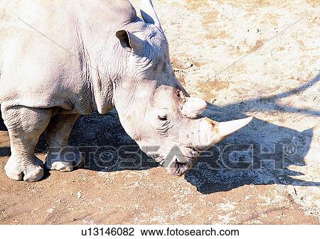 jungle, wild, mammal, horn, nature, animal View Large Photo Image Stock Image - jungle, wild, mammal, horn, nature, animal. Fotosearch
