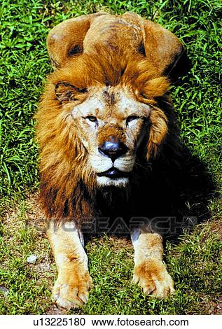 male lion, wild, grasslands, jungle, nature, animal View Large Photo Image Stock Image - male lion, wild, grasslands, jungle, nature, animal. Fotosearch