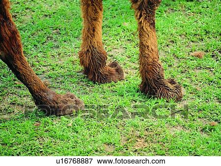 Stock Photo - mammal, hair, nature, camel, wild, gentle animal. Fotosearch