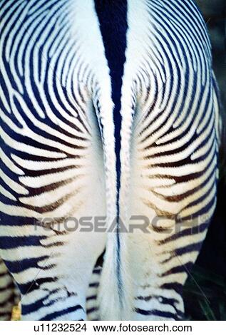 Picture - mammal, stripe, animal, gentle animal, herbivorous animal, jungle. Fotosearch