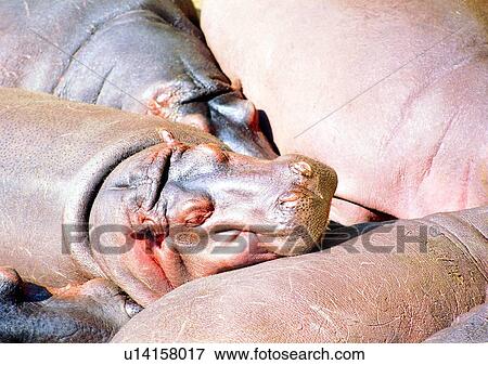 mammal, wrinkle, marsh, animal, swamp, jungle View Large Photo Image Stock Photo - mammal, wrinkle, marsh, animal, swamp, jungle. Fotosearch