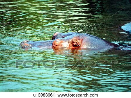 marsh, water, sun light, wild, herbivorous animal, swamp, nature View Large Photo Image Stock Image - marsh, water, sun light, wild, herbivorous animal, swamp, nature. Fotosearch