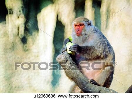 Stock Photograph - monkey, wild, mammal, jungle, hair, eating, animal. Fotosearch