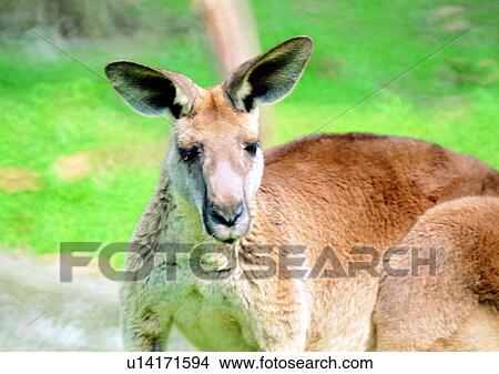 Picture - nature, animal, herbivorous animal, kangaroo, grasslands, jungle, wild. Fotosearch