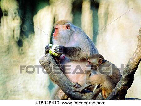 Stock Photo - nature, arm, eating, wild, primate, animal, hair. Fotosearch