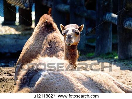 Stock Photo - nature, camel, desert, wild, herbivorous animal, hair, camel's hump. Fotosearch