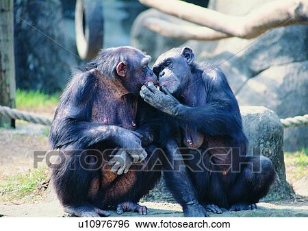 nature, chimpanzee, primate, hair, arm View Large Photo Image Stock Photograph - nature, chimpanzee, primate, hair, arm. Fotosearch