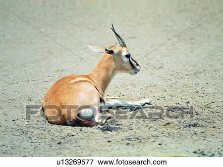 Stock Photo - nature, gentle animal, herbivorous animal, animal, shearling, horn, grasslands. Fotosearch