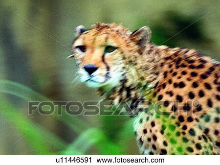 nature, grasslands, mammal, fast, cheetah, animal, wild View Large Photo Image Stock Image - nature, grasslands, mammal, fast, cheetah, animal, wild. Fotosearch