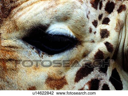 Stock Image - nature, grasslands, neck, mammal, giraffe, jungle, pattern. Fotosearch