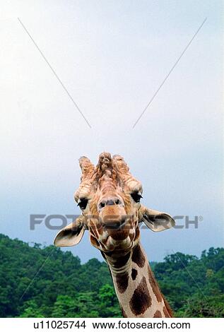 Picture - nature, grasslands, pattern, mammal animal, jungle, animal. Fotosearch