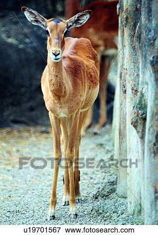 nature, jungle, hind, soft horn, animal, grasslands View Large Photo Image Stock Photo - nature, jungle, hind, soft horn, animal, grasslands. Fotosearch