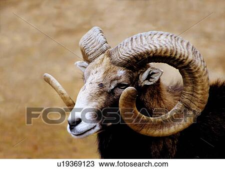 Stock Image - nature, jungle, wild, shearling, grasslands, mammal. Fotosearch