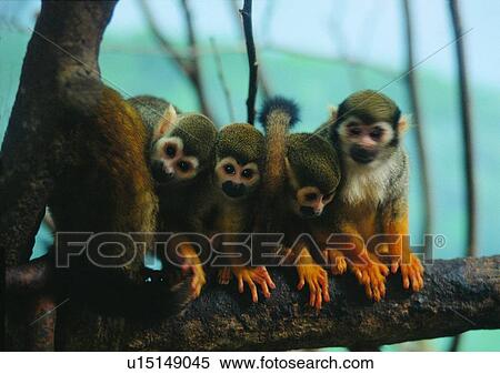 nature, mammal, hair, branch, gibbon, arm View Large Photo Image Stock Photography - nature, mammal, hair, branch, gibbon, arm. Fotosearch