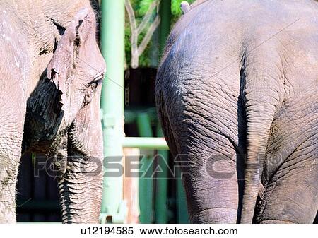 Stock Photography - nature, railing, elephant, jungle, grasslands, ivory, trunk. Fotosearch
