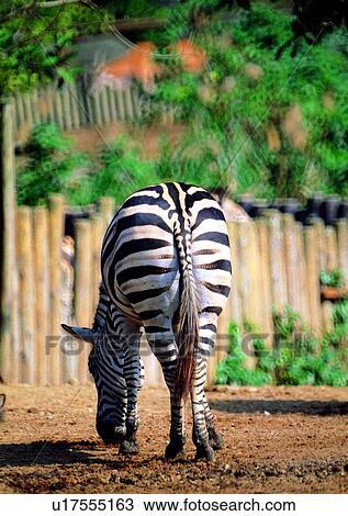 Stock Image - pattern, wild, grasslands, herbivorous animal, zebra, nature. Fotosearch