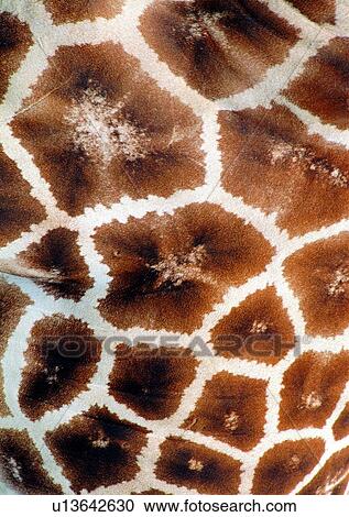 pattern, wild, nature, giraffe, herbivorous animal, jungle View Large Photo Image Stock Image - pattern, wild, nature, giraffe, herbivorous animal, jungle. Fotosearch