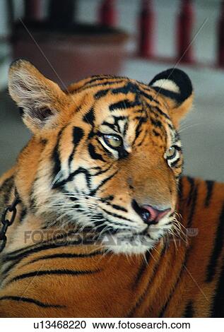Stock Image - pattern, wild, tiger, jungle, nature, animal. Fotosearch