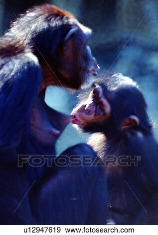 Stock Photo - primate, chimpanzee, mammal, jungle, nature, hair. Fotosearch