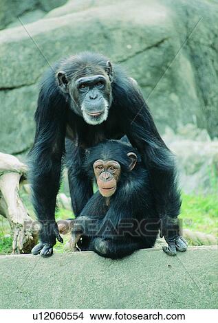 Picture - primate, jungle, arm, mammal, wild, nature, hair. Fotosearch