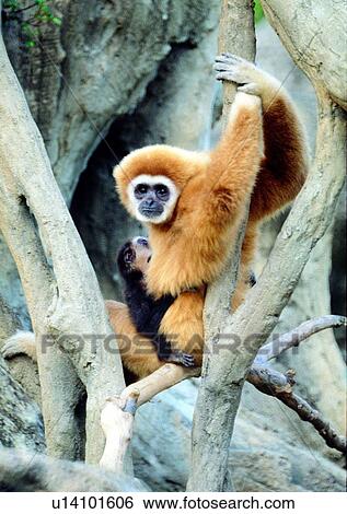 Stock Photograph - primate, jungle, branch, tree, animal, gibbon. Fotosearch