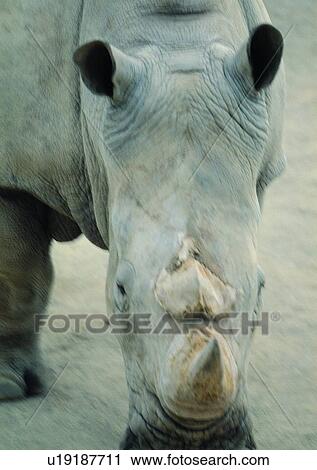 Stock Image - rhinoceros, wild, grasslands, jungle, nature, animal. Fotosearch