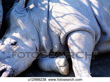 rhinoceros, wild, grasslands, jungle, nature, animal View Large Photo Image Stock Photo - rhinoceros, wild, grasslands, jungle, nature, animal. Fotosearch