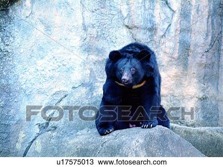 Stock Image - rock, wild, bear, jungle, nature, animal. Fotosearch