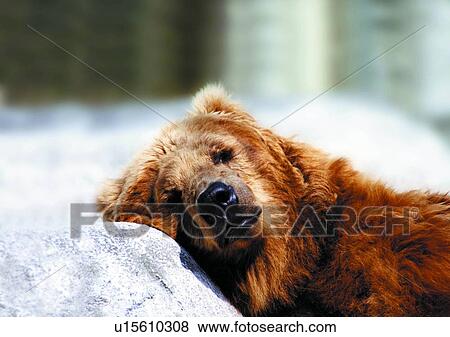 Stock Photo - rock, wild, bear, jungle, nature, animal. Fotosearch