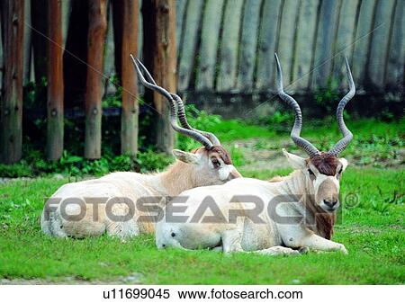 Stock Photography - shearling, gentle animal, nature, herbivorous animal, grasslands, horn, animal. Fotosearch