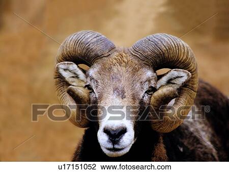 Stock Image - shearling, wild, grasslands, jungle, nature, animal. Fotosearch