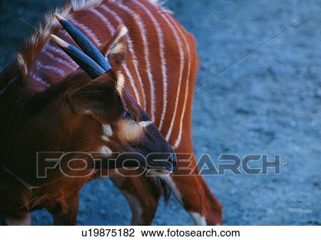 Stock Image - shearling, wild, grasslands, jungle, nature, animal. Fotosearch
