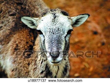 Stock Photo - shearling, wild, grasslands, jungle, nature, animal. Fotosearch