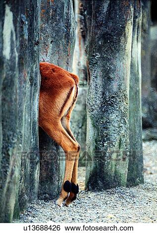 shearling, wild, grasslands, jungle, nature, animal View Large Photo Image Stock Photograph - shearling, wild, grasslands, jungle, nature, animal. Fotosearch