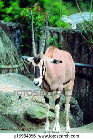 Stock Photograph - shearling, wild, grasslands, jungle, nature, animal. Fotosearch