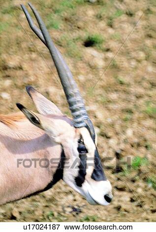 Stock Photo - springbok, jungle, nature, gentle animal, shearling, grasslands, wild. Fotosearch