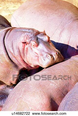 Stock Image - swamp, herbivorous animal, wrinkle, marsh, jungle, animal, wild. Fotosearch