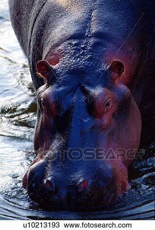swamp, wild, marsh, jungle, nature, animal View Large Photo Image Stock Image - swamp, wild, marsh, jungle, nature, animal. Fotosearch