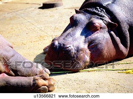 Stock Image - swamp, wild, marsh, jungle, nature, animal. Fotosearch