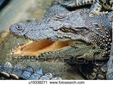 swamp, wild, marsh, jungle, nature, animal View Large Photo Image Stock Image - swamp, wild, marsh, jungle, nature, animal. Fotosearch