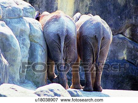 Stock Photo - tail, gentle animal, leg, ivory, grasslands, animal. Fotosearch