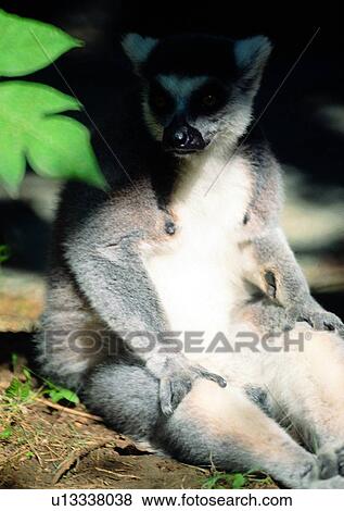 Stock Photo - tree, wild, racoon, jungle, nature, animal. Fotosearch