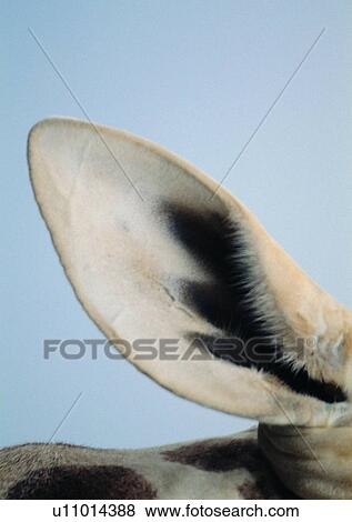 wild, close-up, ear, herbivorous animal, gentle animal, mammal, jungle View Large Photo Image Stock Photo - wild, close-up, ear, herbivorous animal, gentle animal, mammal, jungle. Fotosearch