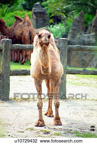 Stock Image - wild, desert, nature, herbivorous animal, camel's hump, hair. Fotosearch