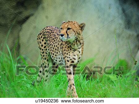 Stock Photograph - wild, grasslands, jungle, animal, grass, cheetah, mammal. Fotosearch
