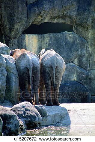 Stock Image - wild, grasslands, river, animal, nature, leg. Fotosearch